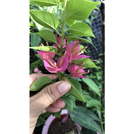 Cây giống hoa giấy mỹ