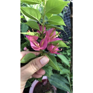 cây giống hoa giấy mỹ