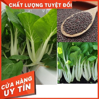 🌱HẠT GIỐNG CẢI BẸ TRẮNG_20GR(TỈ LỆ NẢY MẦM CAO)🌱