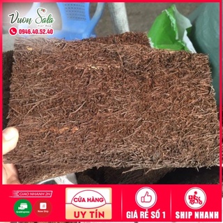 Dớn bảng trồng lan (kích thước 15*40)