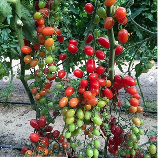 HẠT GIỐNG CÀ CHUA CHERRY, CÀ CHUA BI (Gói 0.5g)