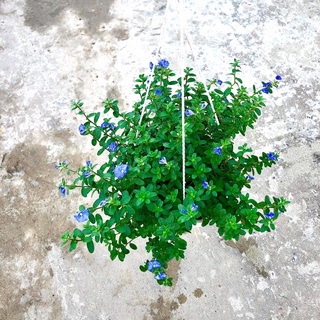 Chậu hoa thanh Tú treo