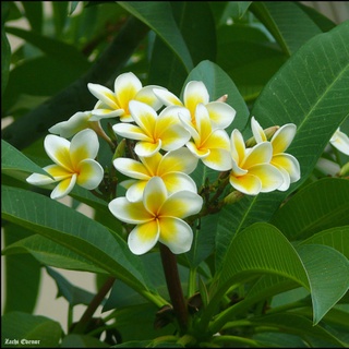 CÂY HOA ĐẠI TRẮNG SIZE 50CM