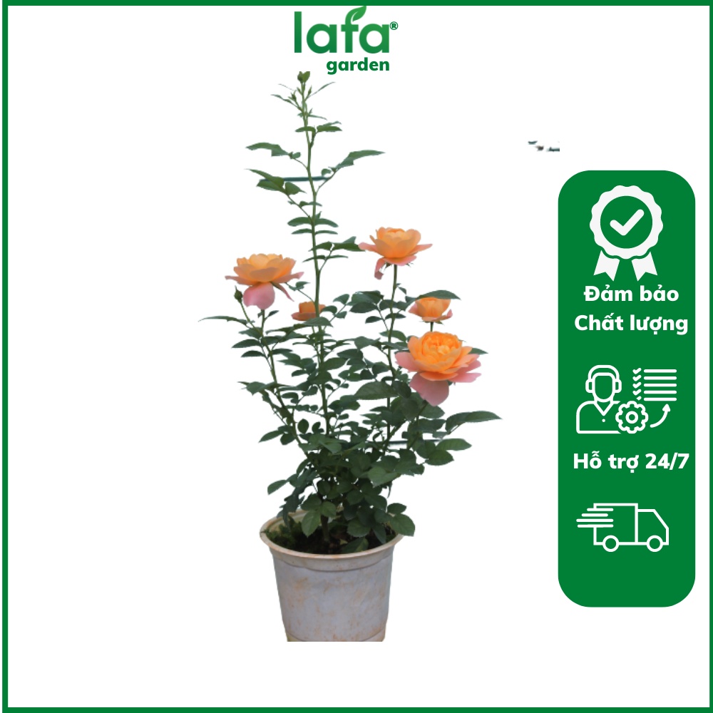 Hoa hồng Tezza, Combo 5 sản phẩm đủ 5 màu, cây có bầu đất khỏe mạnh