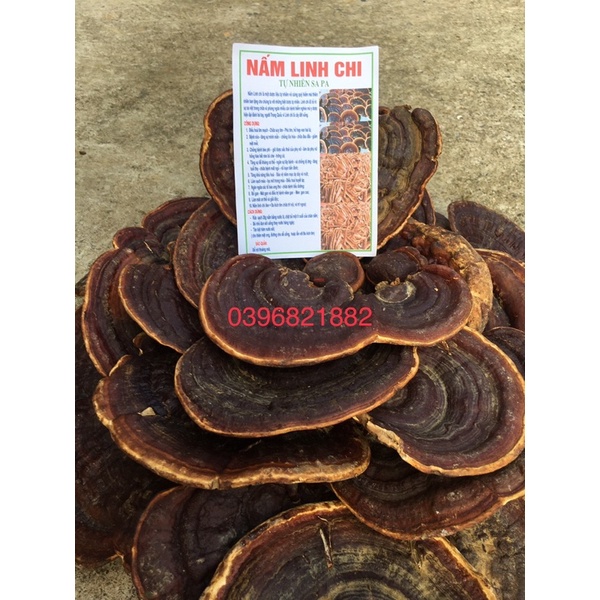 Nấm linh chi chuẩn rừng 1 kg