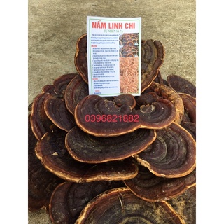 Nấm linh chi chuẩn rừng 1 kg