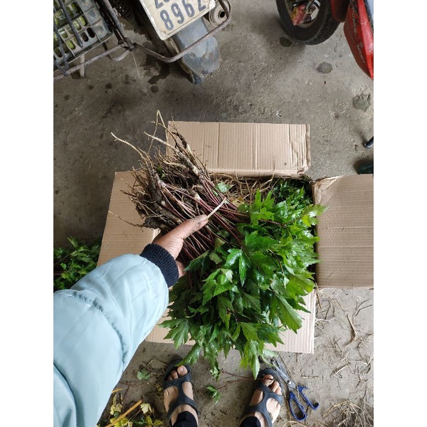 Cây giống đương quy