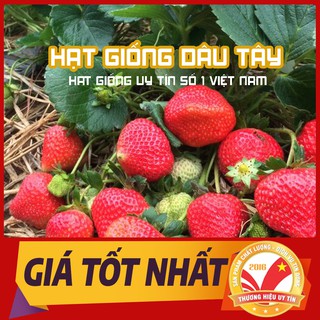 Hạt Giống Dâu Tây Chịu Nhiệt - Dâu Tây Bốn Mùa ( 1 túi hạt )