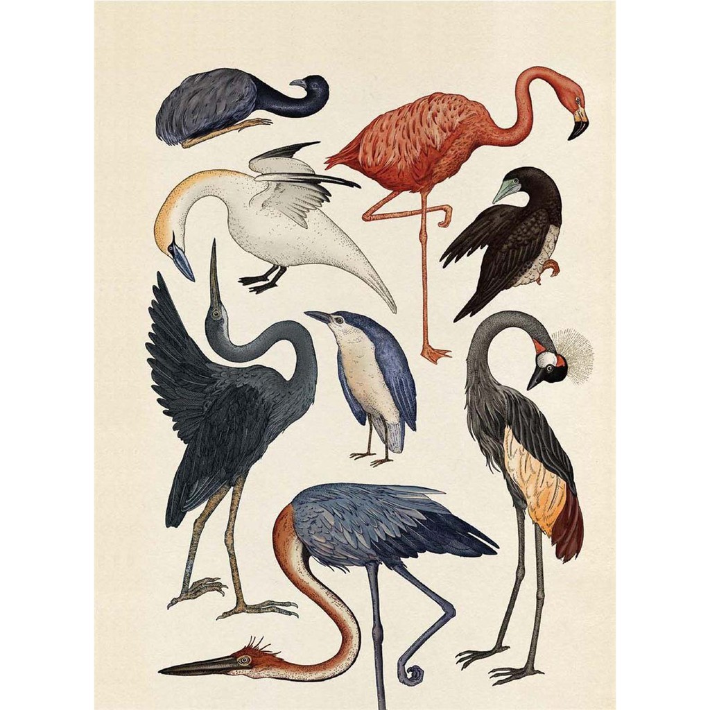 Sách Animalium Poster Books - Tìm hiểu về động vật