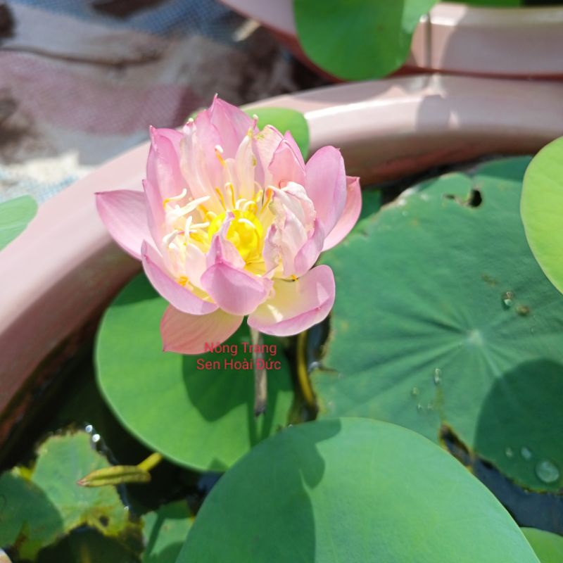Củ sen mini meadow Rất xứng đáng để có trong bộ siêu tập hoa sen mini
