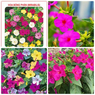 Hạt giống hoa bông phấn mix Nhiều màu 10 hạt