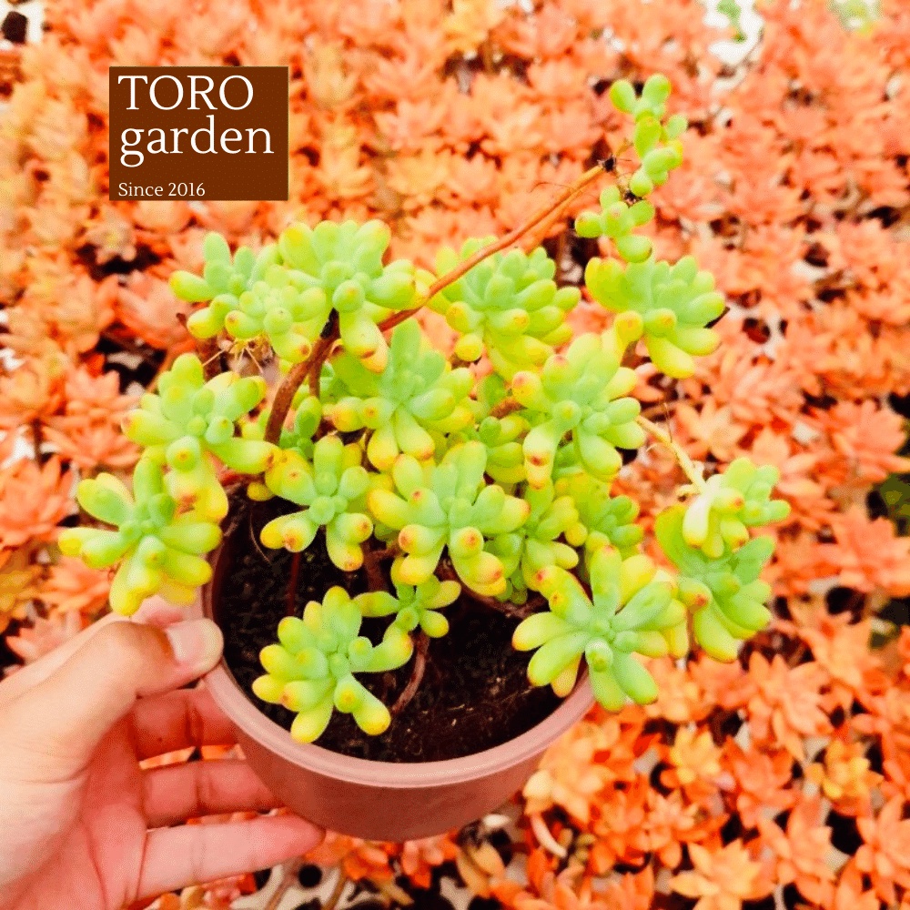 Sen đá thạch ngọc mĩ bụi to full nắng mưa Đà Lạt đường kính 15cm cây cảnh trang trí nhà cửa Toro garden
