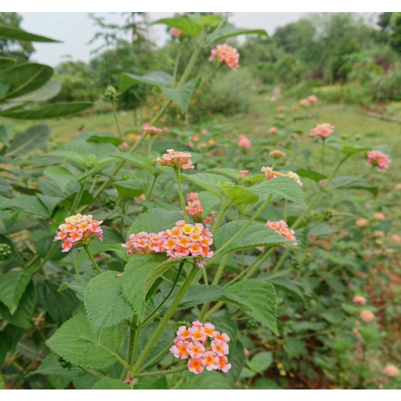 Hoa ngũ sắc vàng hồng thân gỗ