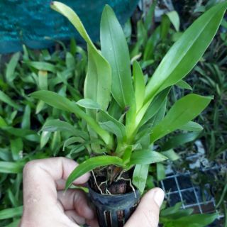 Combo 4 loại vũ nữ giống