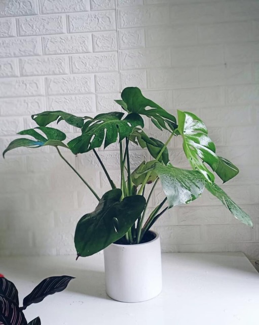 Trầu bà xẻ Montera giống thái lan chậu 3 cây size lá 20 đến 25cm