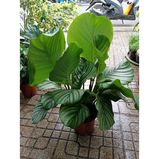 Cây Đuôi công xanh táo lá sọc calathea