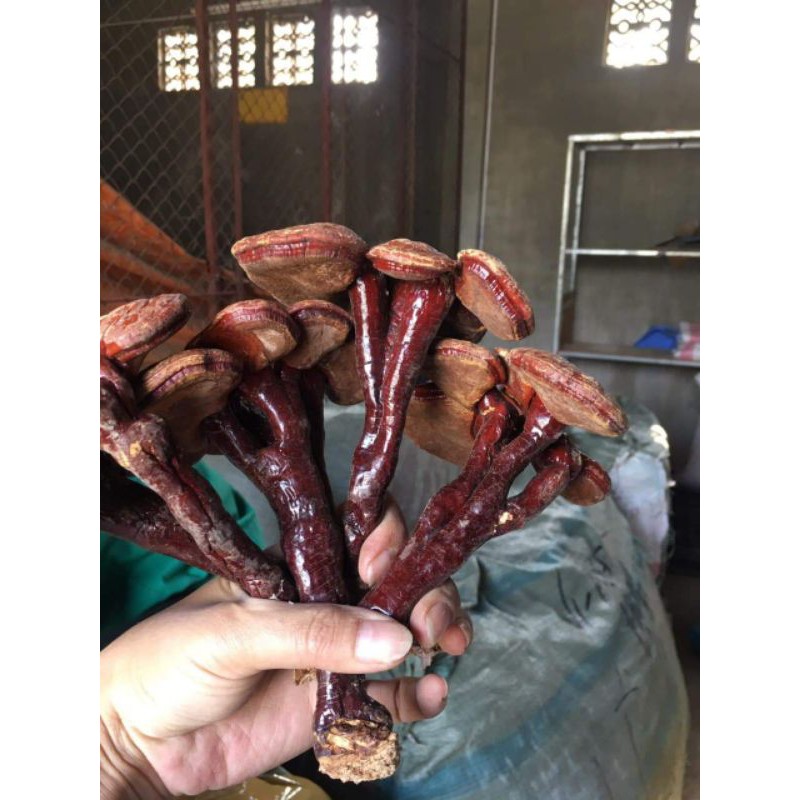 NẤM LINH CHI ĐỎ 1KG hàng Việt Nam chất lượng cao