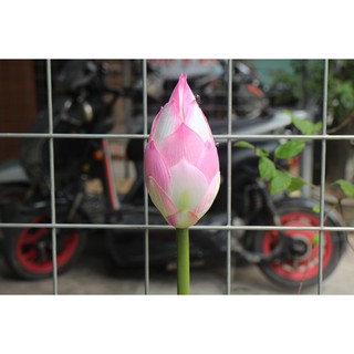Hoa sen vải lụa bông lớn 22-25cm