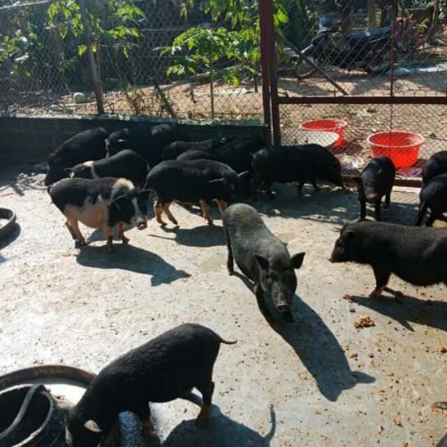 Sỉ lẻ giá lợn đen yêu thương toàn quốc liên hệ shop để biết giá lợn hơi nhé