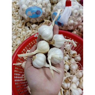 Tỏi Lý Sơn Chính gốc                                              vụ mới 2024 nhà trồng (1kg)
