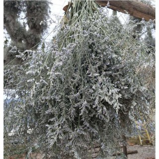 Combo 10 bó hoa sao khô (cỏ tình nhân)