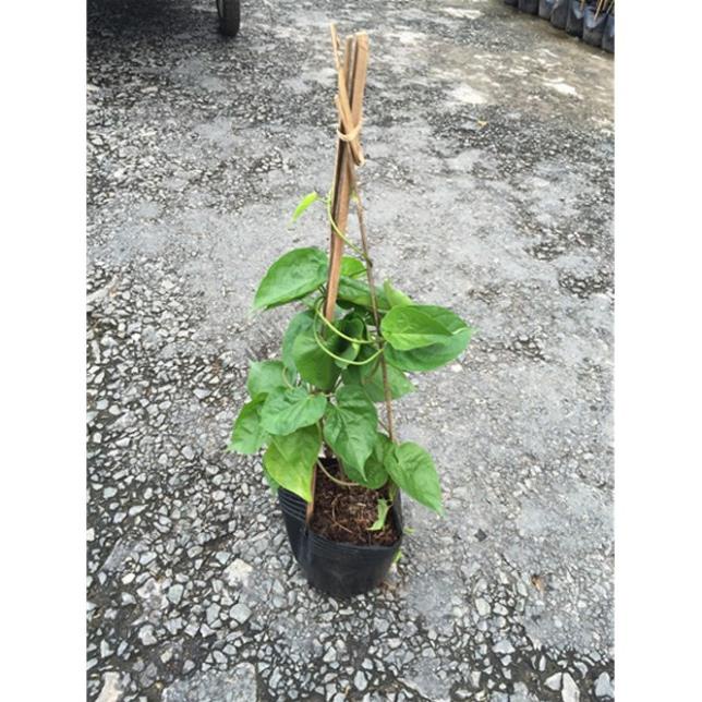 Cây Giống Hoa Thiên Lý Leo Giàn .