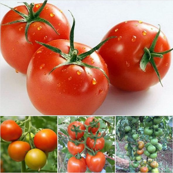 Hạt giống cà chua chịu nhiệt quả đỏ Nhật - Gói 30 hạt - Tặng gói kích hạt mầm