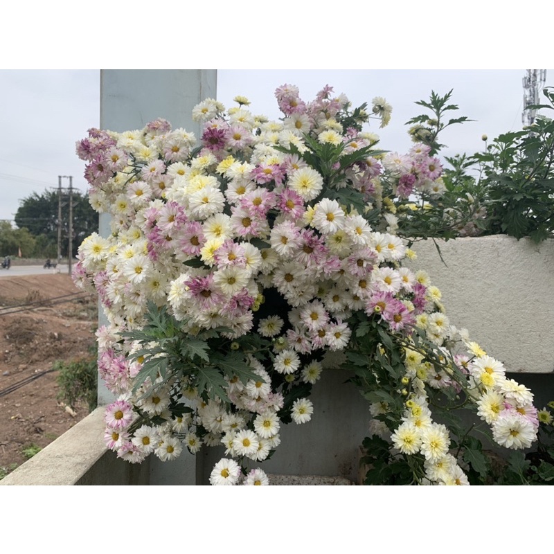 Cúc tiểu thư (cúc cổ) combo 5 cây