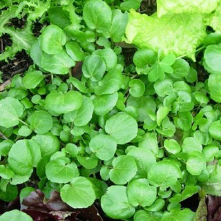 1g HẠT GIỐNG XÀ LÁCH XOONG MỸ