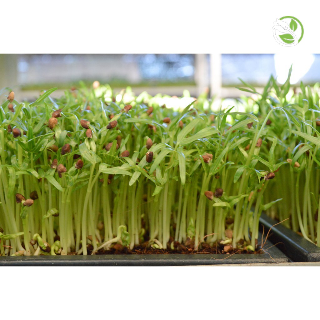 Hạt Giống Rau Muống Mầm Hapi Phú Nông - Gói 100g - Convolvulus Sprouts Hapi