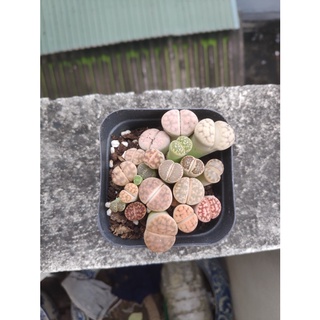 chậu sen mông ,thạch lan , Lithops size to gần 20 cây