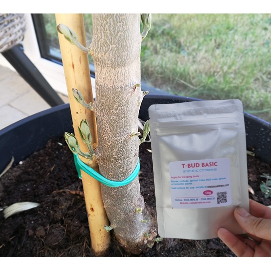 T-BUD BASIC cytokinin synthetic  gói 25g