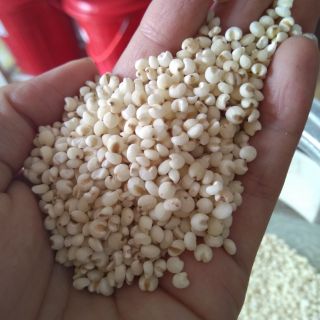 Combo 1kg Ý dĩ ( bo bo)