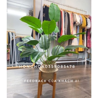 👍 Cây chuối giả cảnh cao 81cm gồm 18 lá bóng đẹp decor siêu yêu.