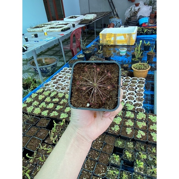 Cây gọng vó Paradoxa, drosera Paradoxa