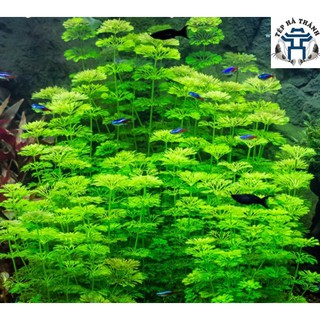 Cây Thủy Sinh: Tiểu Bảo Tháp
