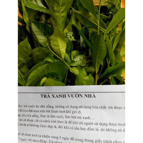 TRÀ XANH TƯƠI VƯỜN NHÀ 1 kg