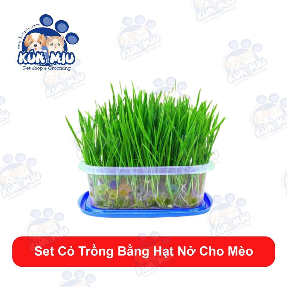 Set hạt giống cỏ trồng bằng hạt nở cho mèo