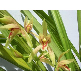 1 thân địa lan kiểm tương tư hồng tây băc, hoa đẹp, thơm  dể sống, dễ thuần,