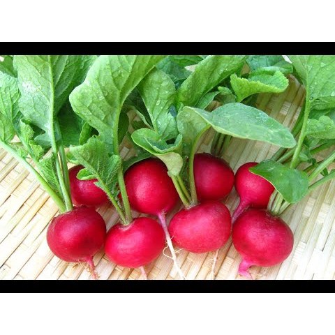 Hạt giống củ cải đỏ baby củ cải đường gói 10g giá rẻ