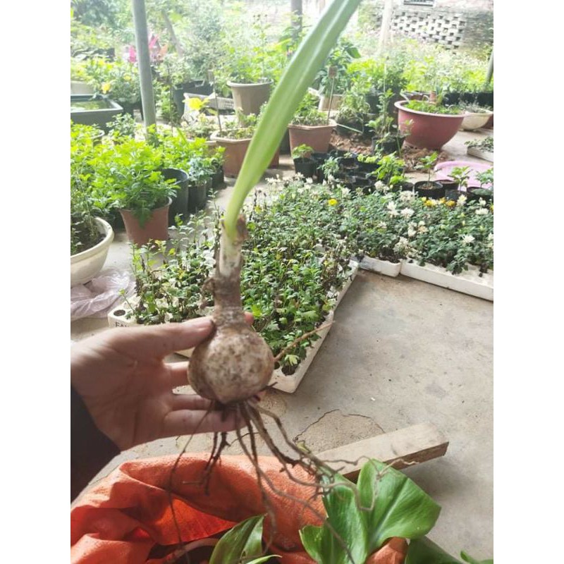 Củ hoa ngọc trâm