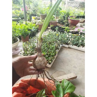 Củ hoa huệ tây đỏ ( lan huệ )