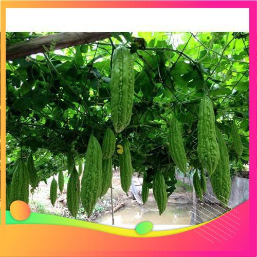 Hạt Giống Mướp Đắng F1 - 10 Hạt  VIETGAR