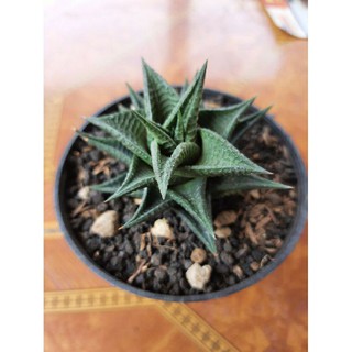 Ốp Điện Thoại In Hình Nhân Vật Hoạt Họa Haworthia Limifolia