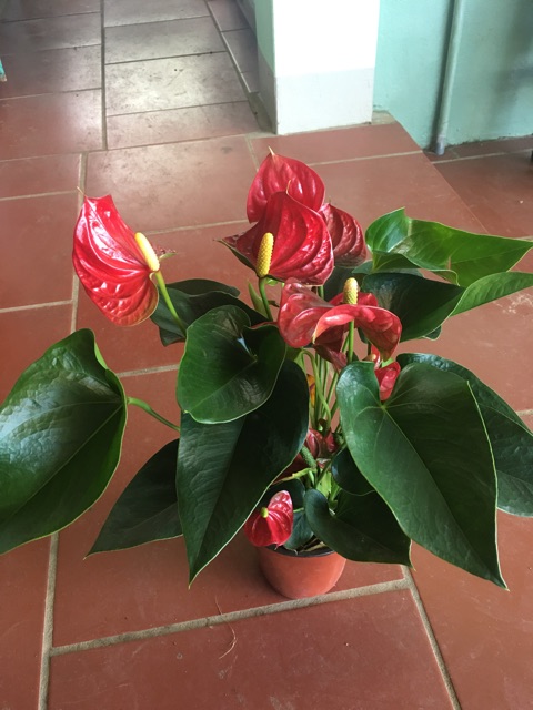 Hồng môn siêu to nhà xu ngố
