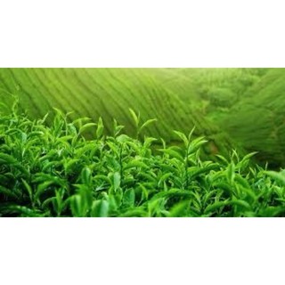 Trà Lài Tâm Châu lon giấy 100gr