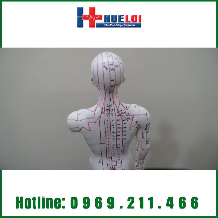 MÔ HÌNH HUYỆT VỊ CƠ THỂ NAM 50CM