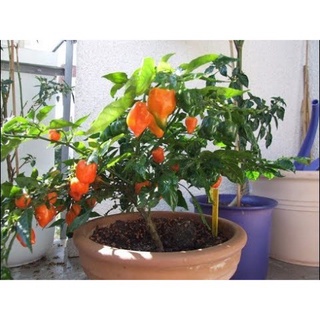 Cây ớt Habanero đỏ trưởng thành cho trái siêu cay - cây đang hoặc sắp cho hoa - Vựa Kiểng Sa Đéc - VuasKiengSaDec