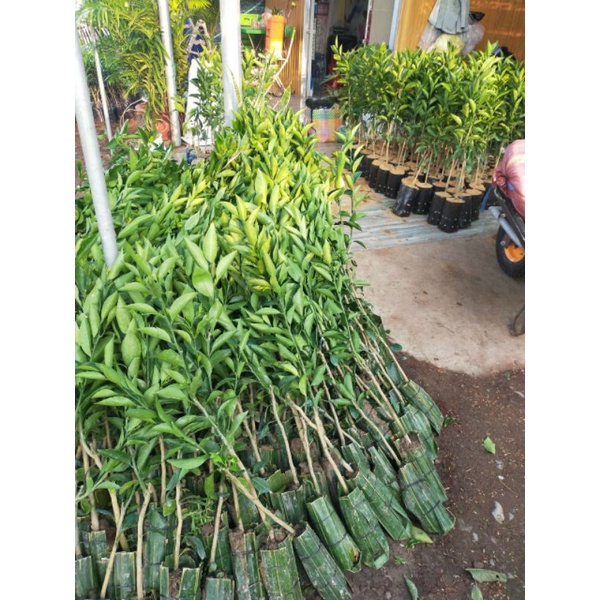 Cây cam xoàn