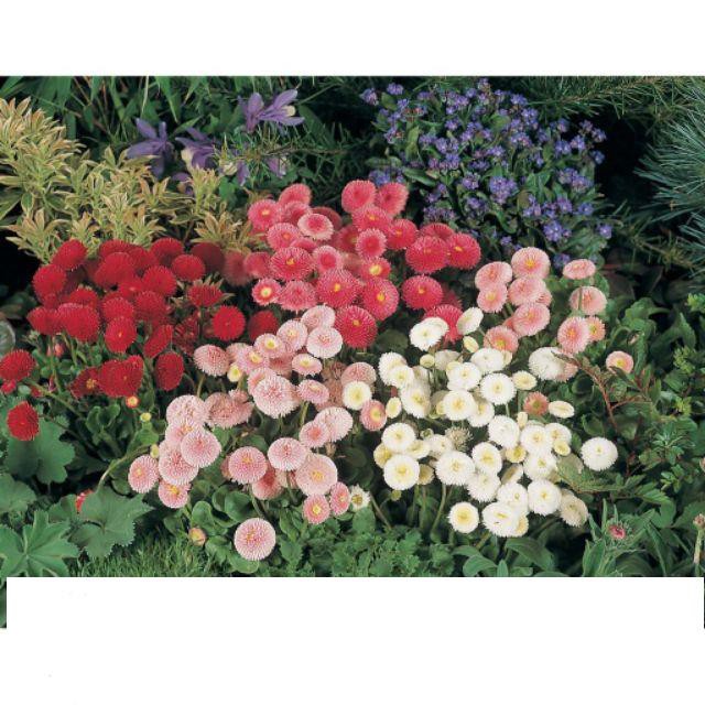 Hạt Giống Hoa Cúc Anh Siêu Lùn 15cm - Kép Mix ĐẾN MÙA TRỒNG TẾT KHUYẾN MẠI SHOP MỚI HẠ GIÁ SỈ